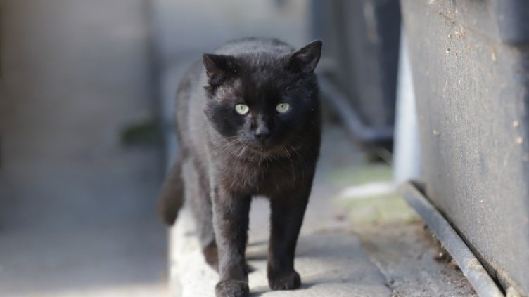 Снимка БГНЕС