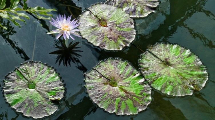 Снимка: Pixabay