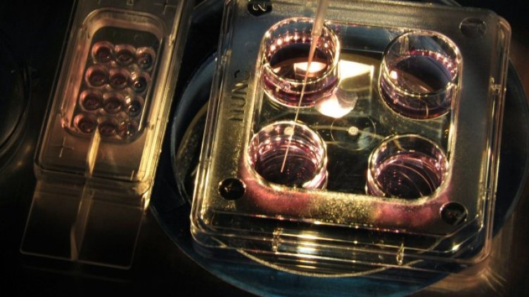 Снимка: архив, БГНЕС