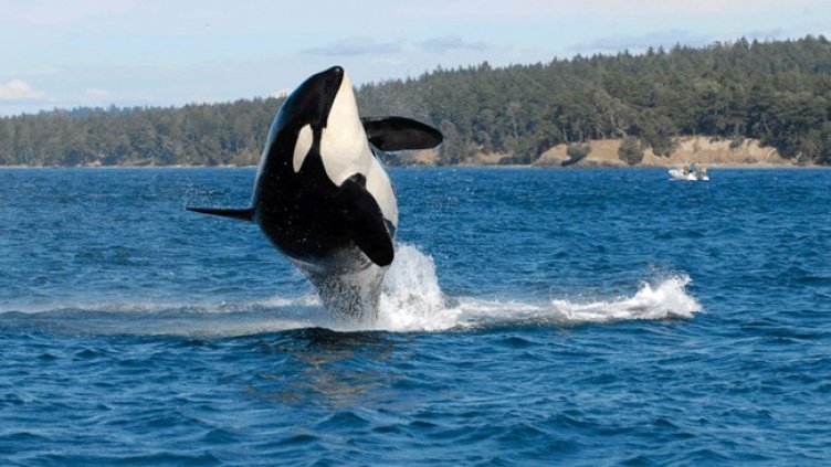 Снимка БГНЕС