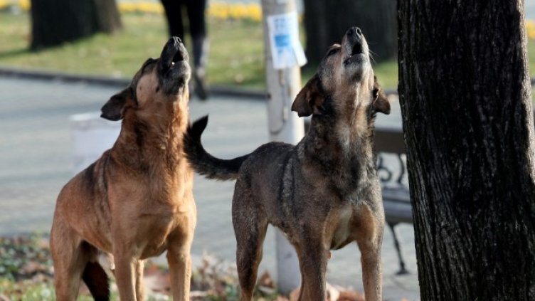 Снимка БГНЕС