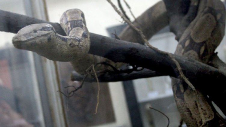 Снимка: БГНЕС