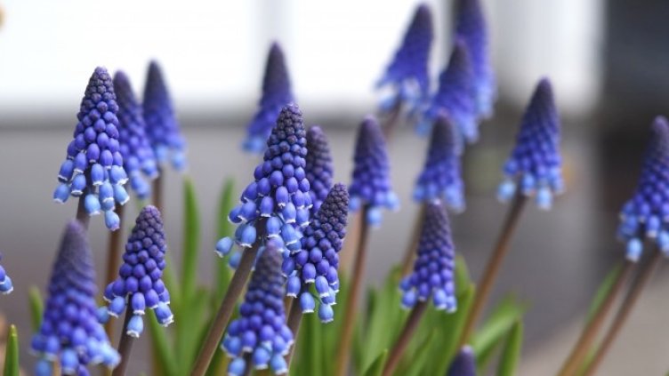 Снимка: архив, БГНЕС