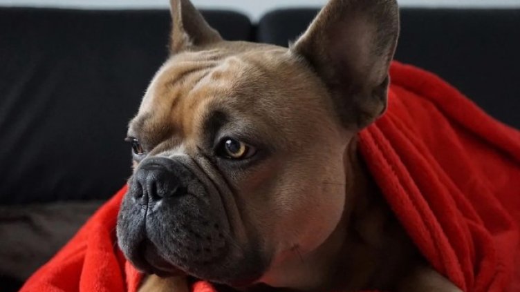 Снимка Пиксабей