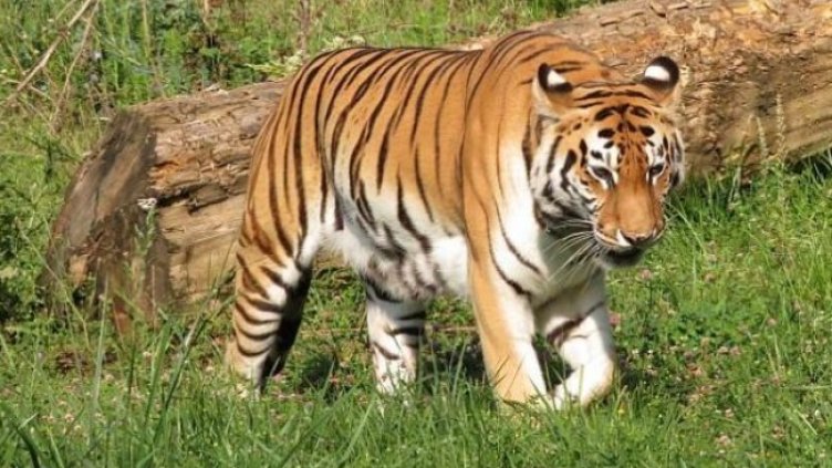 Снимка Столичен зоопарк