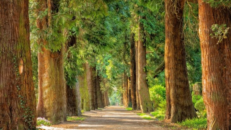 Снимка: Peter H от Pixabay