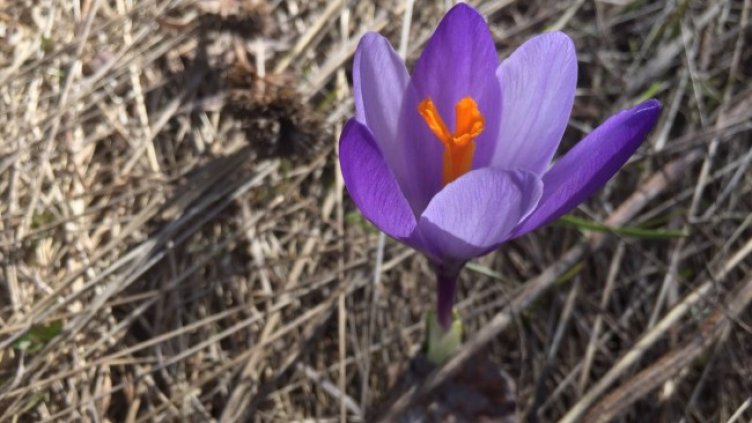 Снимка: архив, БГНЕС