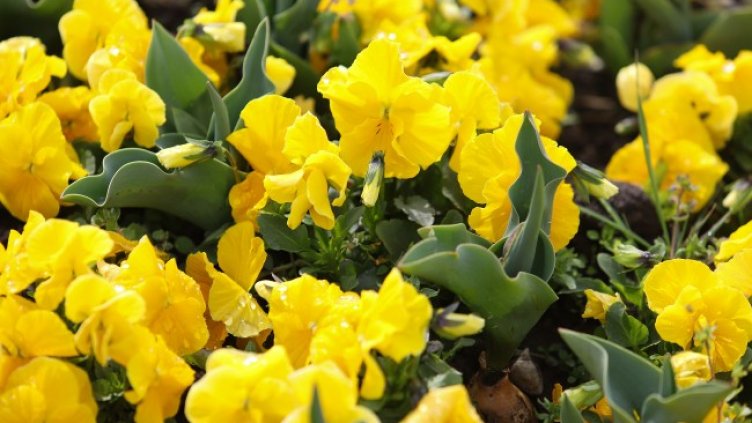 Снимка: архив, БГНЕС