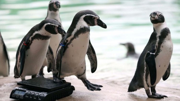 Снимка: архив, БГНЕС