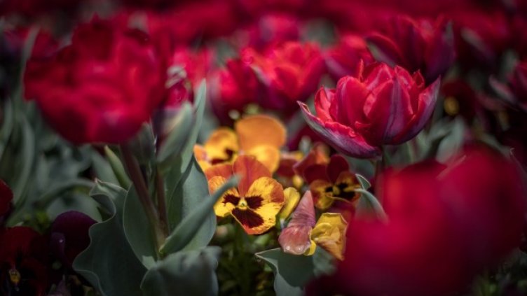 Снимка: Димитър Кьосемарлиев, Dnes.bg