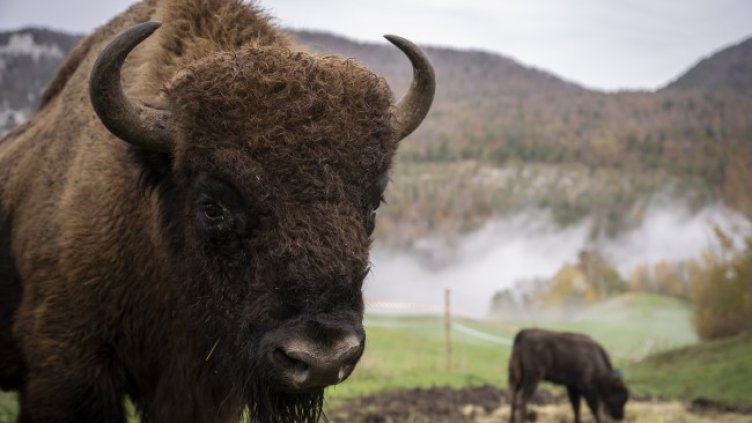 Снимка БГНЕС