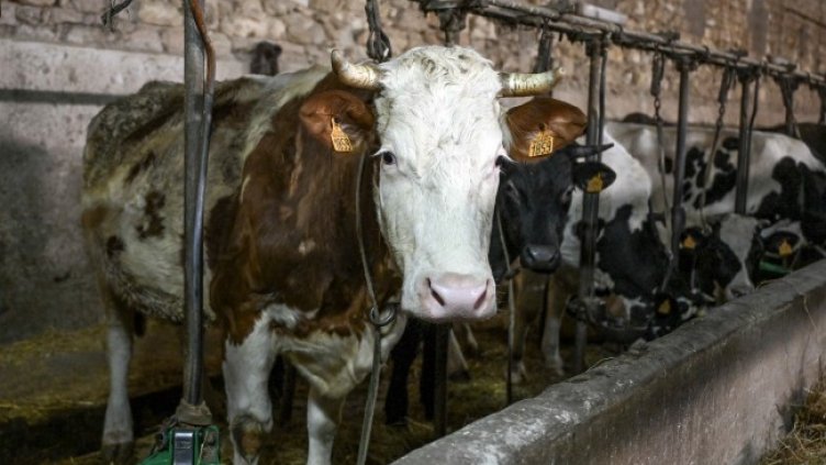 Снимка: архив, БГНЕС