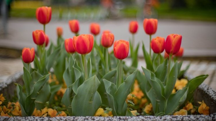 Снимка: Димитър Кьосемарлиев, Dnes.bg