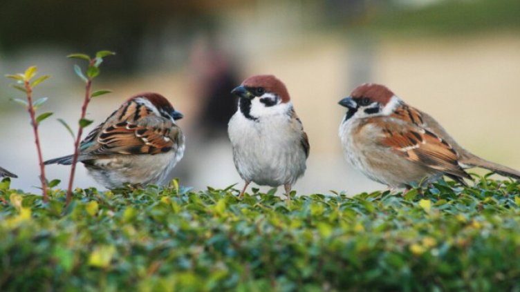 Снимка Пиксабей