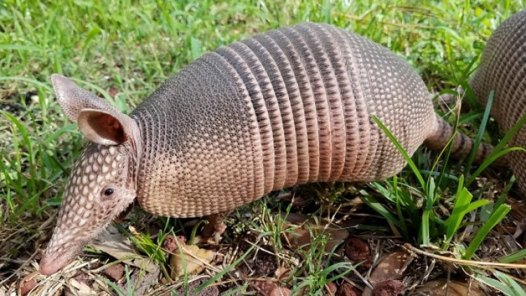 Снимка: KMcCall от Pixabay