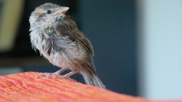 Снимка: Istock