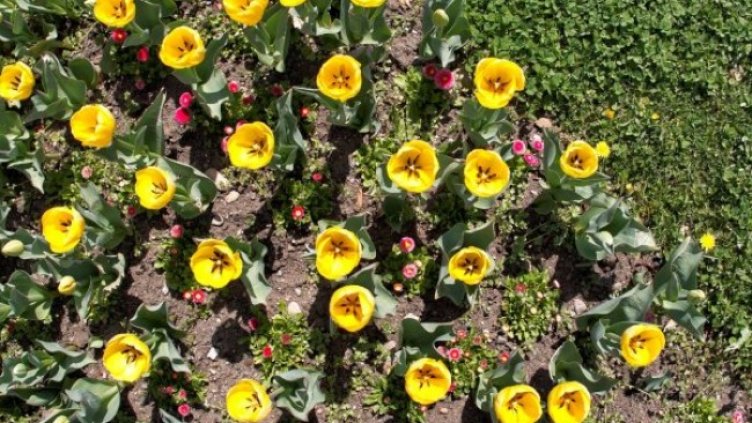 Снимка: Димитър Кьосемарлиев, Dnes.bg