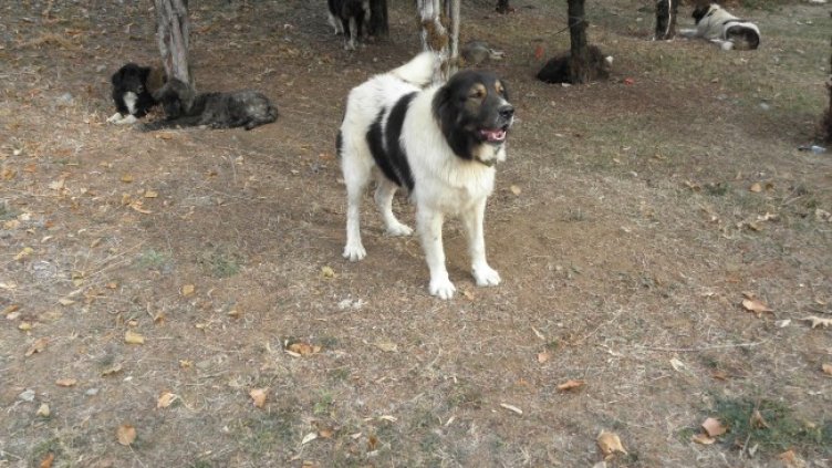 Снимка БГНЕС