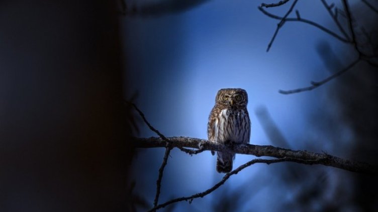 Снимка: Erik Karits от Pixabay