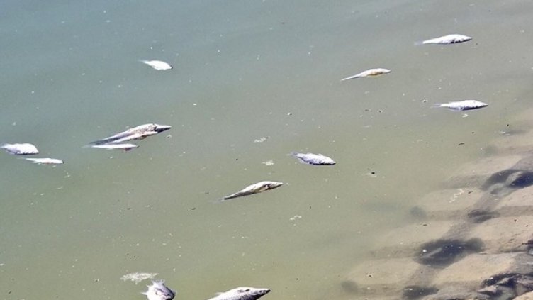 Снимка Марица