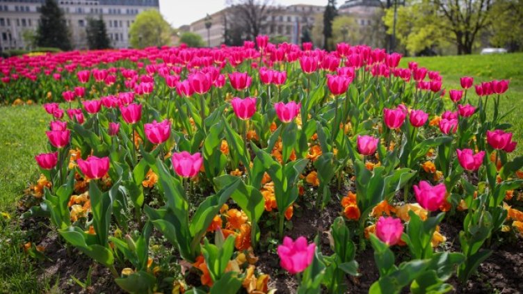 Снимка: БГНЕС