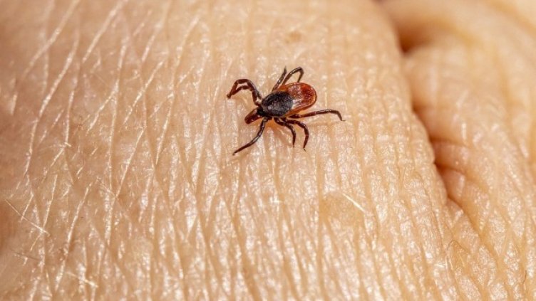 Снимка: Erik Karits от Pixabay