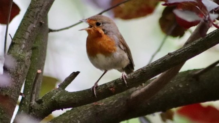 Снимка БГНЕС