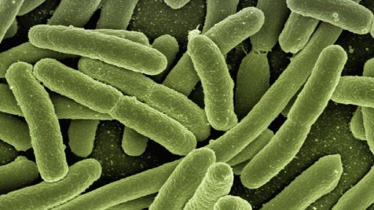 Снимка: Gerd Altmann от Pixabay