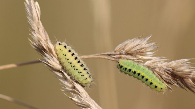 Снимка: Roland Steinmann от Pixabay