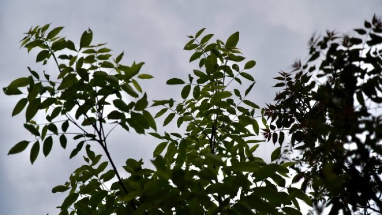 Снимка: архив, БГНЕС