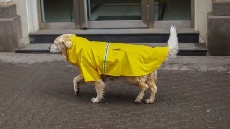 Снимка: архив, БГНЕС