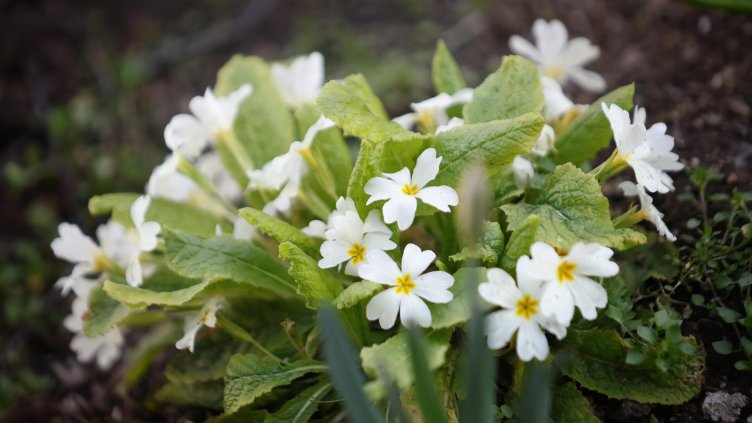 Снимка: архив, БГНЕС