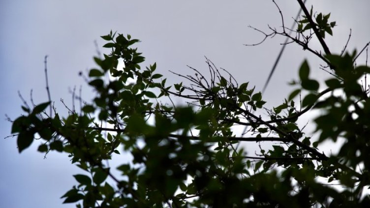 Снимка: архив, БГНЕС