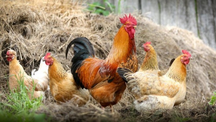 Снимка Пиксабей