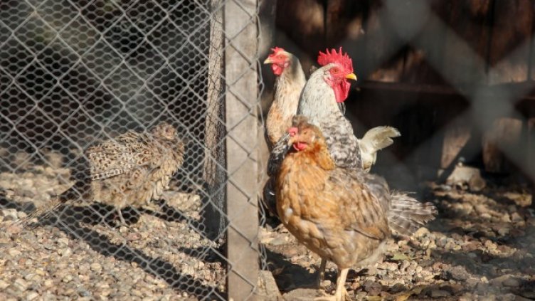 Снимка: БГНЕС