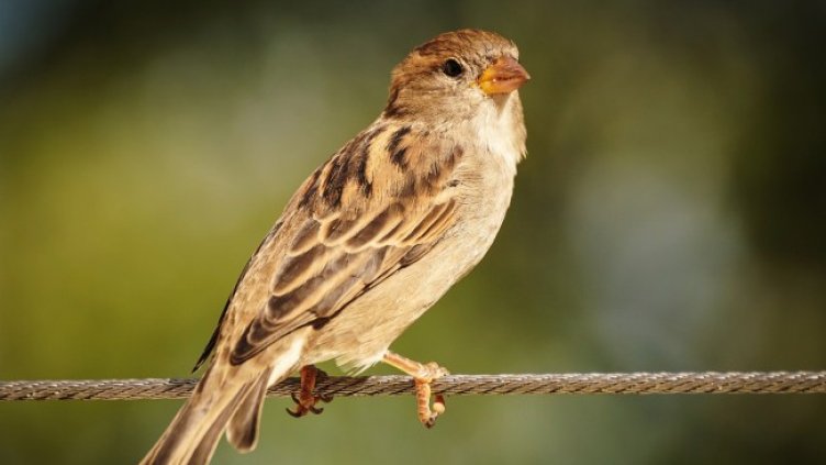 Снимка: 165106 от Pixabay