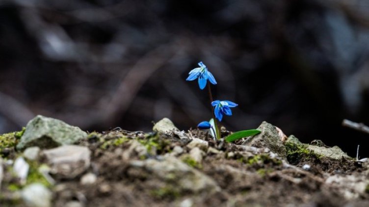 Снимка: snibl111 от Pixabay