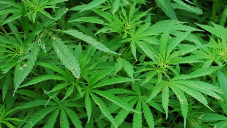 Снимка: Pixabay