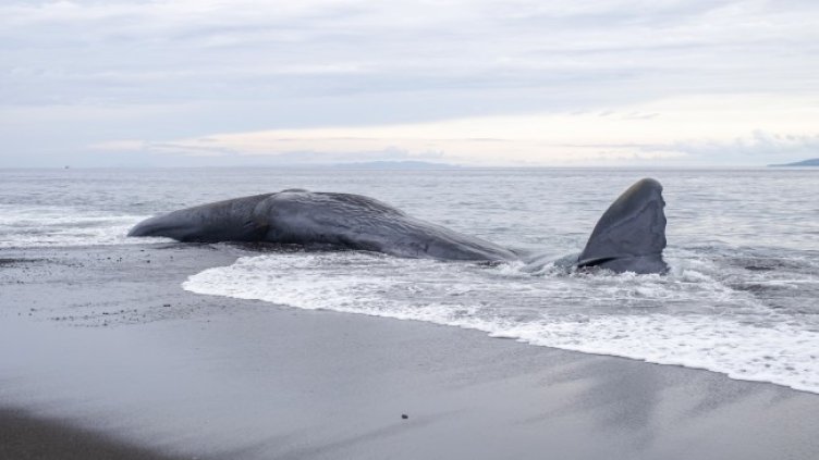 Снимка: ЕПА/БГНЕС