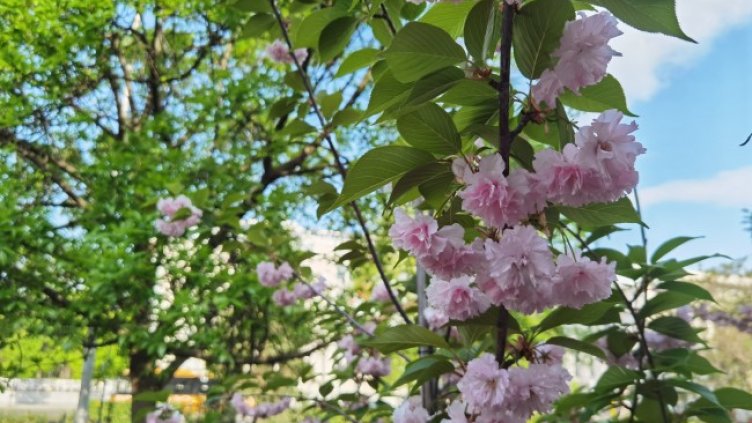 Снимка: БГНЕС