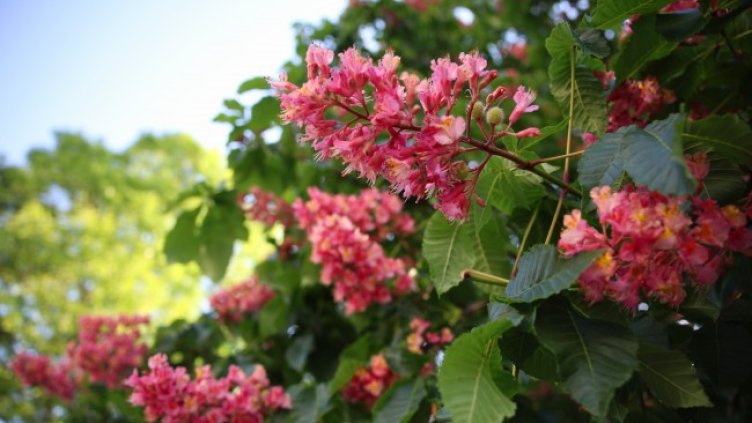 Снимка: архив, БГНЕС