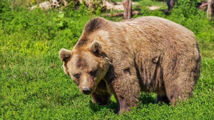 Снимка: Pixabay