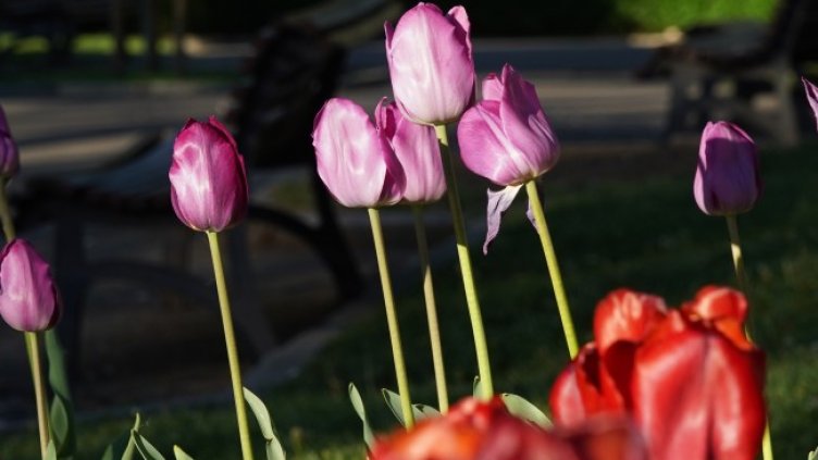 Снимка БГНЕС, архив