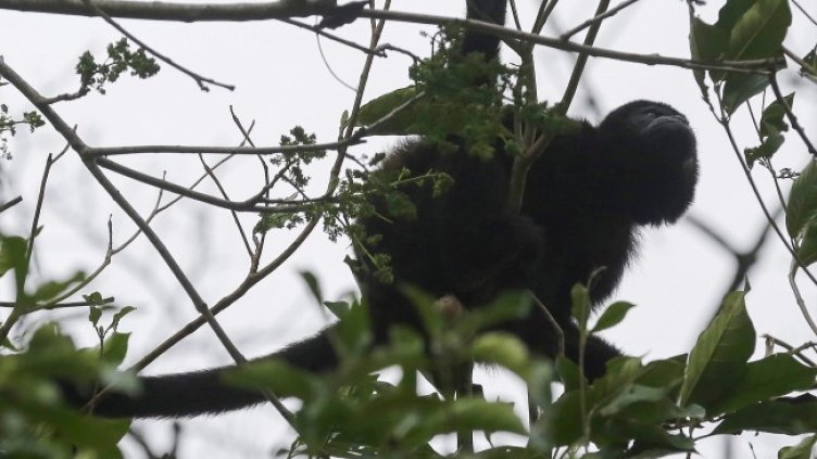 Снимка: архив, БГНЕС