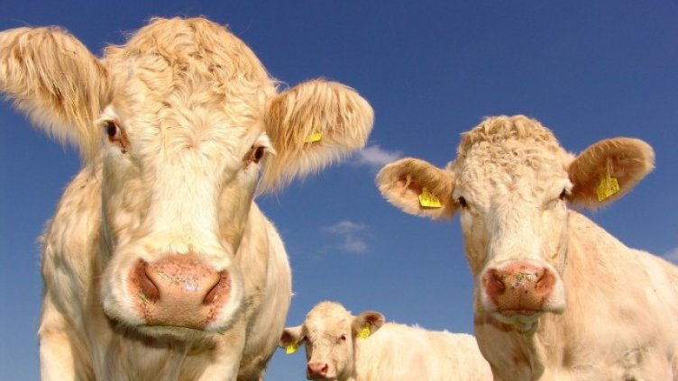 Снимка: Pixabay