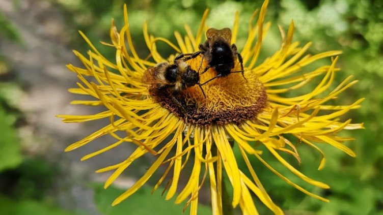 Снимка БГНЕС