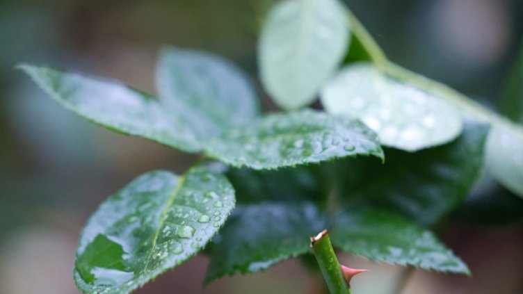 Снимка: архив, БГНЕС