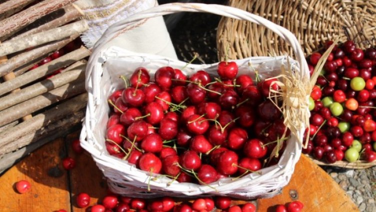 Снимка: архив, БГНЕС