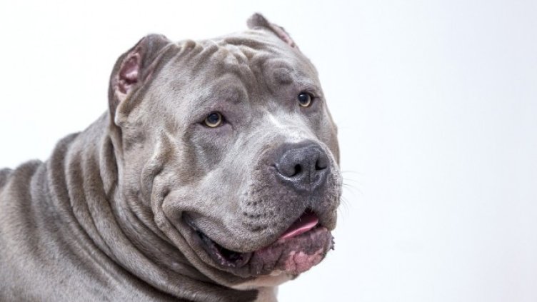 Снимка: Pixabay