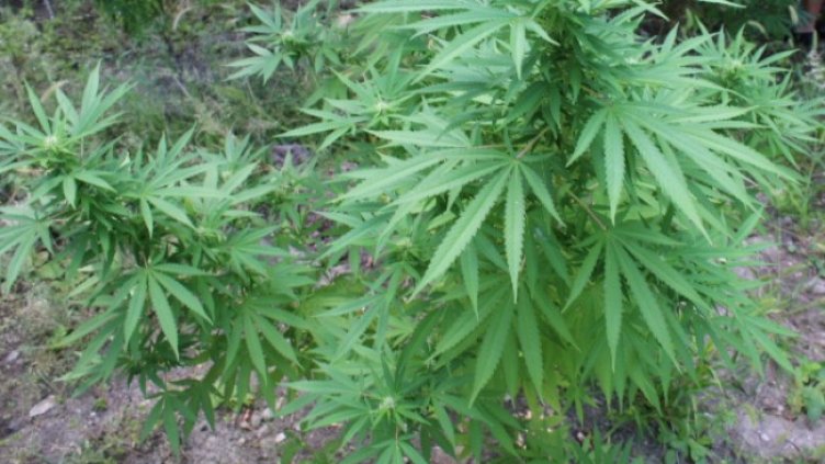 Снимка: архив, БГНЕС